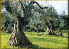 «Εγκαταλείπεται η γη: 5.000 τόνοι ελιών σαπίζουν στην Αιγιάλεια»