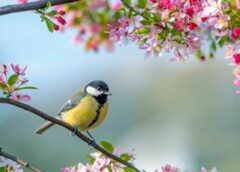 Άνοιξη με «νεύρο»: Άνοδος της θερμοκρασίας, αλλά και τοπικές μπόρες στα ορεινά – Με τι καιρό θα μπει η εβδομάδα