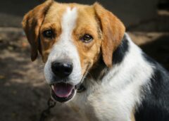 Τι σκέφτεται πραγματικά ο σκύλος σας όταν σας κοιτάζει;