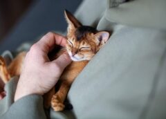 Οι συγκινητικοί λόγοι που μια γάτα επιλέγει να κοιμηθεί πάνω στο στήθος μας