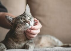 Τι κάνει για εσάς η γάτα σας χωρίς να το καταλαβαίνετε