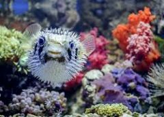 Puffer-fishing: Η νέα dating τάση που μας απομακρύνει συναισθηματικά Puffer-fishing: Η νέα dating τάση που μας απομακρύνει συναισθηματικά