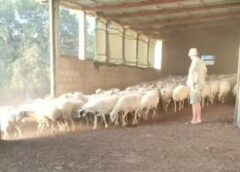 Διέταξαν θανάτωση κοπαδιού στον Λεπέτυμνο στην Λέσβο χωρίς να υπάρχει ζώο που να νοσεί! Διέταξαν θανάτωση κοπαδιού στον Λεπέτυμνο στην Λέσβο χωρίς να υπάρχει ζώο που να νοσεί!